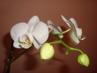 DSC02502.JPG