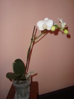 DSC02500.JPG