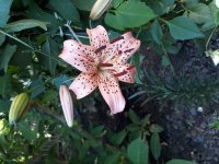 20180625_195232.jpg