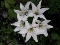 20180625_195408.jpg
