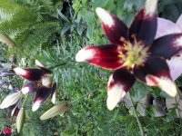 20180625_195456.jpg