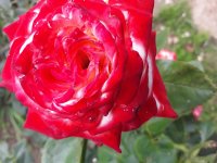 20180626_111549.jpg
