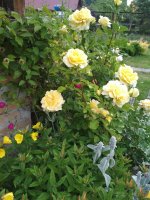 IMG_20180602_183146[1].jpg