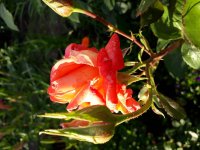 20180625_195031.jpg
