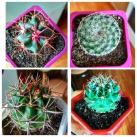 MyCollages (1).jpg