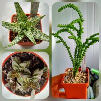 CollageMaker_20180825_175554762.jpg