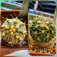 CollageMaker_20180825_175424880.jpg