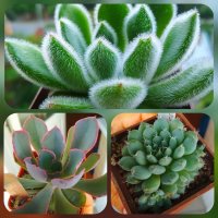 CollageMaker_20180825_175339433.jpg