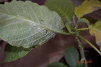 DSC_5268.JPG