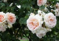pflanzenbilder-rosa-amaretto-kletterrose-von-kordes-rosa-orange-blueten.jpg