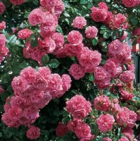 198_Rosarium_Uetersen%AE.jpg