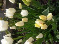 20190501_153956.jpg