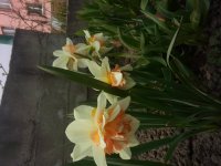 20190413_145054.jpg