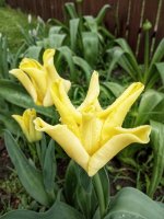 Yellow Crown.jpeg
