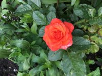 1AD0883E-D11F-48B7-BA7E-F60E90E3B680.jpeg
