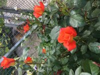 2B59051A-29E7-40EB-A31C-0AD9427162EC.jpeg