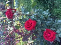 220D559A-8D55-4FB8-BCE1-20F84F24CD06.jpeg