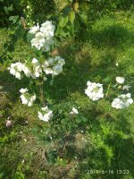 IMG_20190616_132309.jpg