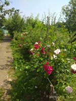 IMG_20190616_132240.jpg