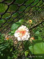 IMG_20190616_132005.jpg