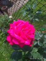 IMG_20190616_131950.jpg