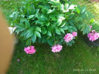 IMG_20190614_085916.jpg