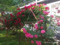 IMG_20190614_085905.jpg