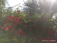 IMG_20190614_085833.jpg
