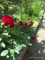 IMG_20190608_054617.jpg