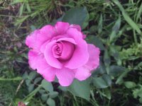 EDE8FE62-4078-47AD-92A7-0CEAE37FE92E.jpeg