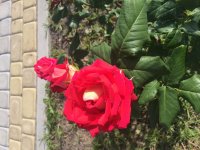 976627C8-AE3B-4026-96FE-6ED73E1BD135.jpeg