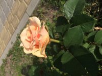 4272A7E2-D898-4FFE-B101-C24A2DB05864.jpeg