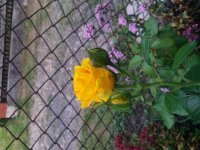 20190617_203612.jpg