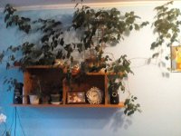 IMG_20190729_201222.jpg