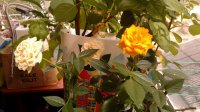 20190803_150849.jpg