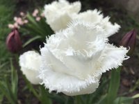861DF036-661C-4590-84DF-504BCFB44CF6.jpeg