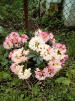 IMG_20190523_130506.jpg