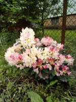 IMG_20190523_130516.jpg