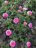 8570C926-C4FC-4E82-BC8B-724B286EC686.jpeg