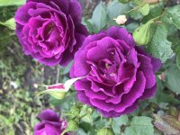 AAA3D901-3522-4348-AF2C-D51E1448A8FD.jpeg