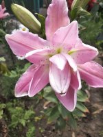 IMG_20200720_130232.jpg