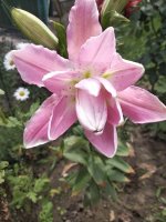 IMG_20200720_130222.jpg