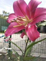 IMG_20200720_130318.jpg