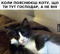 кіт.png