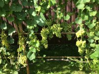 EAB61169-E383-4AC0-83A3-36BF1B5DAB47.jpeg
