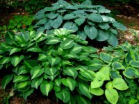 hosta-striptease-2.jpg