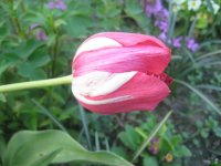 IMG_5038.JPG