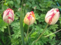 IMG_5047.JPG