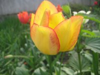 IMG_5050.JPG