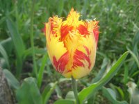 IMG_5054.JPG